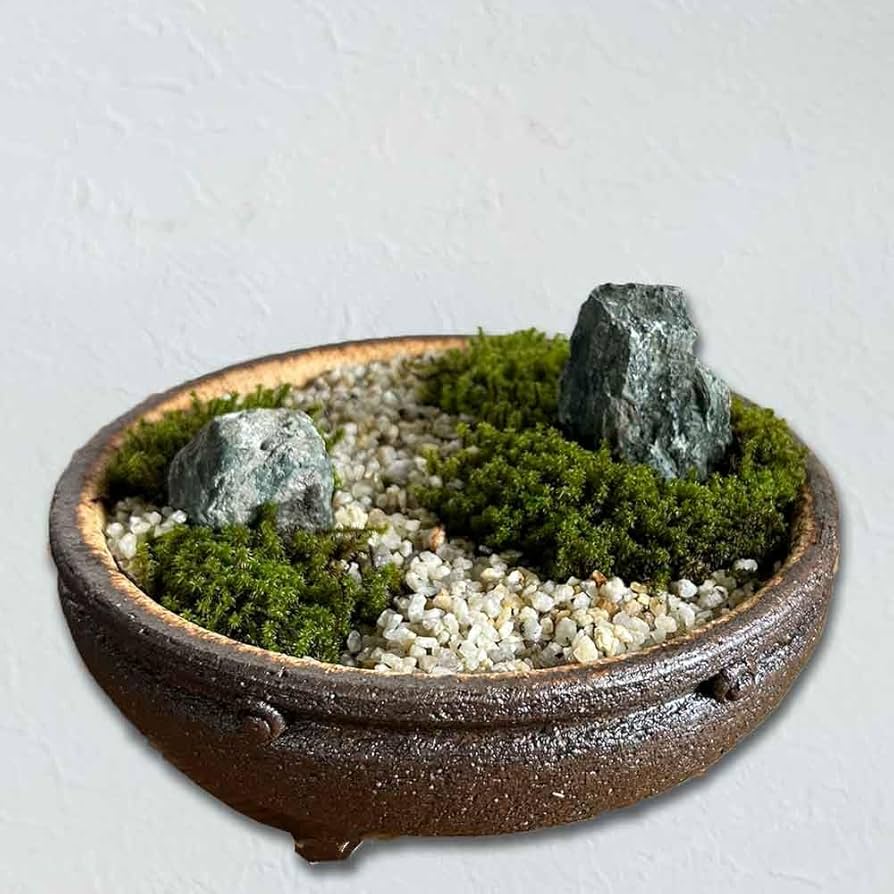 Amazon.co.jp: 小さな世界で雄大な景色を【苔盆栽（信楽焼鉢）】 : DIY